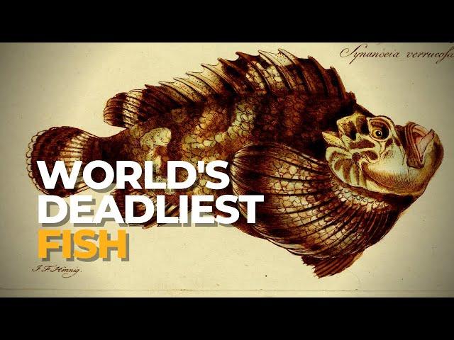 Most Venomous Fish in the World