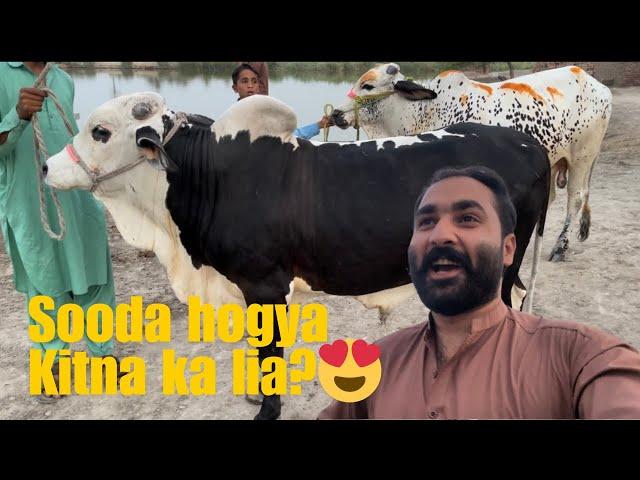 pehla soda hogaya| sastey main janwary mil gai | village life Hammad vlogs official @MustafaHanif