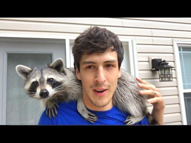 Living With A Raccoon: 1 Year Update