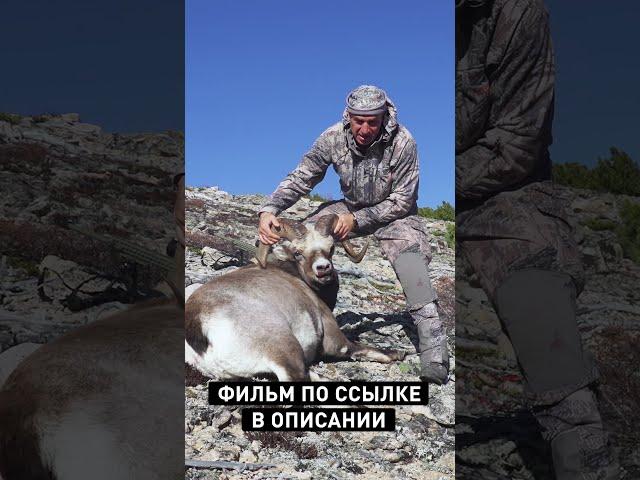  WILD HUNT. A BULLET HITS A RUNNING SNOW SHEEP (680 m) 