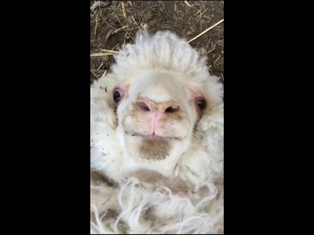 Sheep laugh funny sound