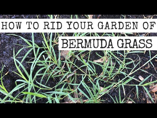 4 methods to remove Bermuda Grass from your garden!