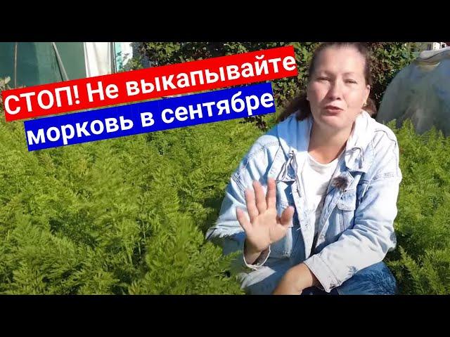 Когда убирать морковь и как подготовить грядки  для следующего года