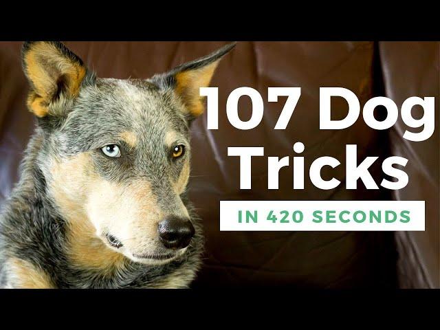 Kronos the Wonder Dog: 107 Mind-Blowing Tricks You Have to See to Believe!