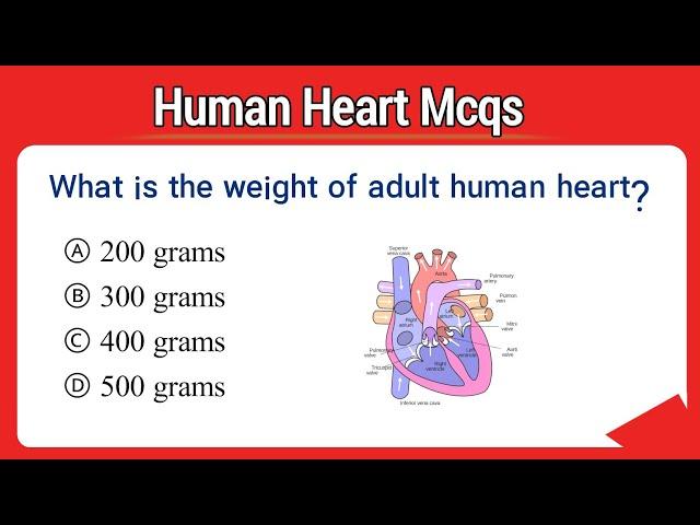 human heart mcq || heart mcq || heart mcq questions || heart related questions