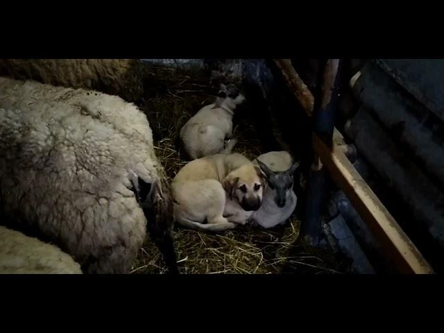 Cachorro de Mastín Español, troquelado al ganado