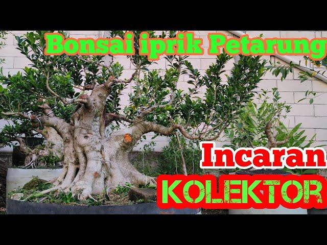 Kumpulan Bonsai Petarung Ponorogo/Bonsai picus super jumbo Prospek