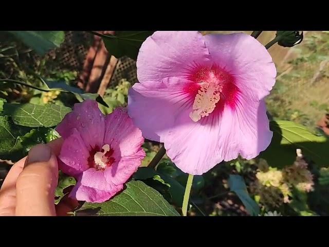 Hibiscus paramutabilis vs hibiscus syriacus