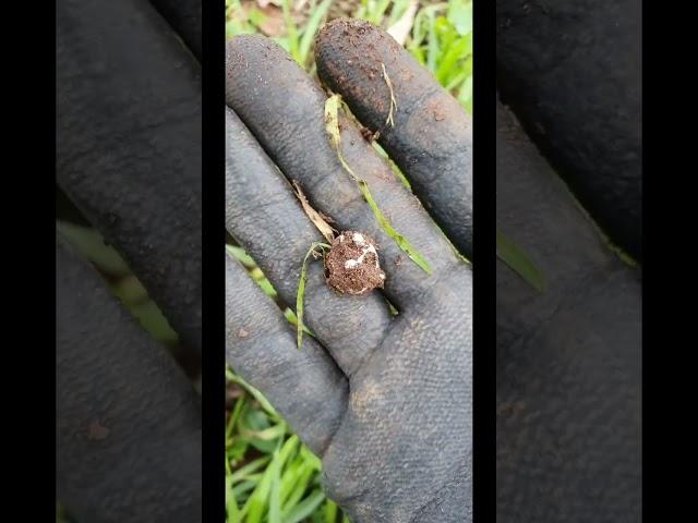 Uncovering a Pandora Silver Charm! Metal Detecting with Google AI Lens #silver #metaldetecting