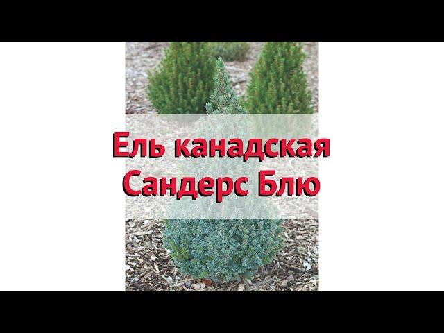 Ель канадская Сандерс Блю  Обзор: посадка и уход. саженцы ели Сандерс Блю: описание и особенности