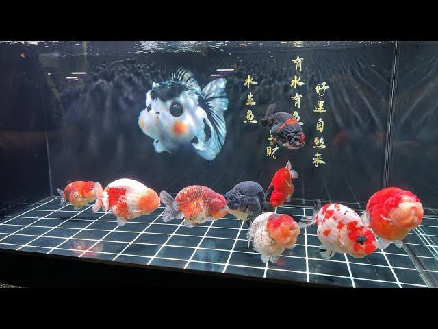 LIOW VIDEO: Goldfish Show Part 4/4金鱼展