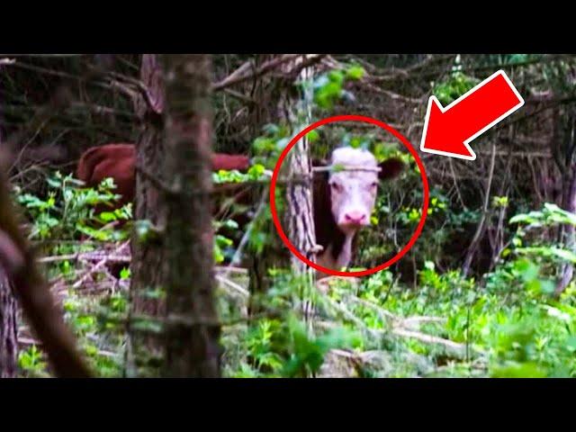 Farmer Finds His Missing Cow After 8 Months & Gets the Scare of His Life