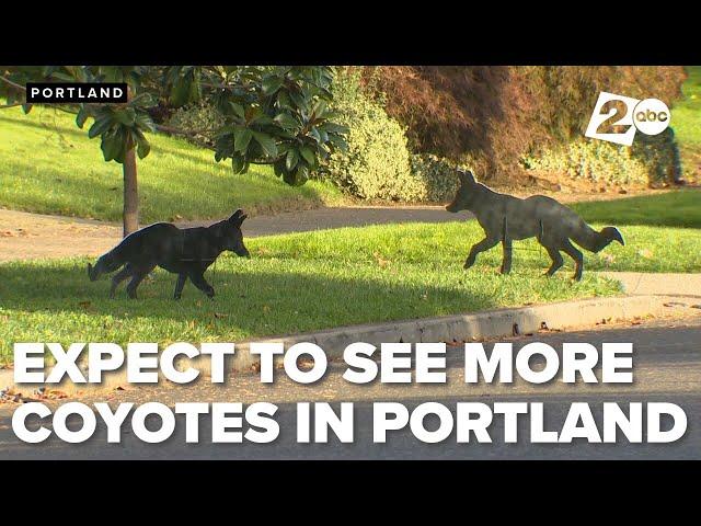 Expect to see more coyotes in Portland this season