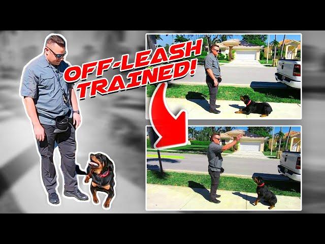 Rottweiler Puppy Off-Leash Trained!