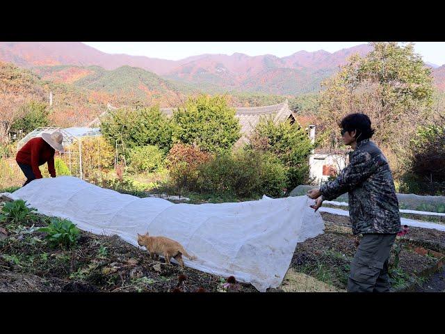 Daily life in a Korean countryside, busy preparing for winter~!!