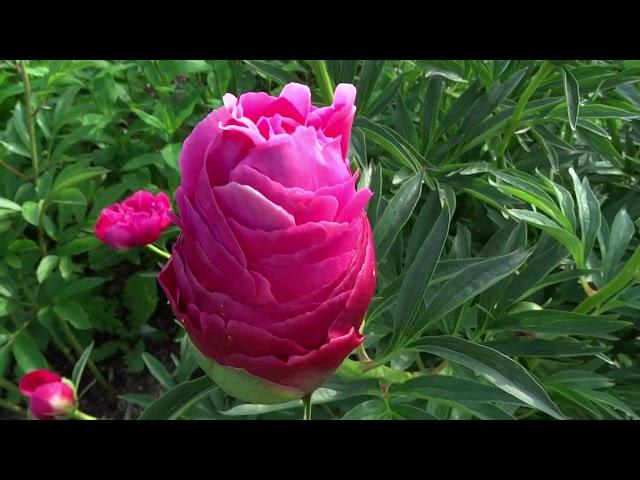 Пион Харизматик / Peony Charismatic - Сад на Волхове