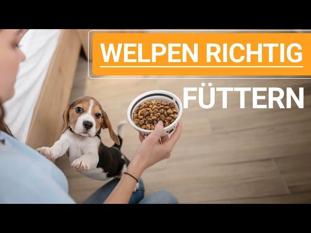  Welpen richtig füttern ️ Alles zum Thema Welpen füttern ️ ️