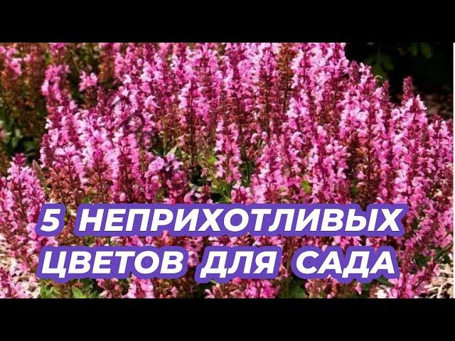 5 САМЫХ НЕПРИХОТЛИВЫХ цветов для сада. Посадите эти красивые цветы в своем саду