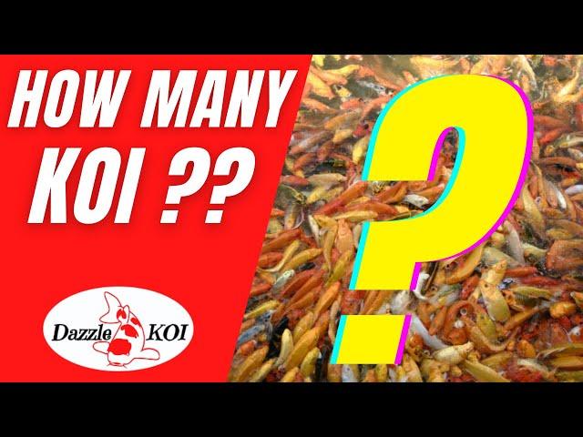 How many Koi can you keep in your pond? - [Koi pond stocking levels]