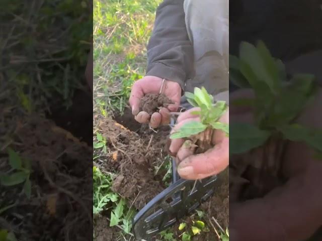 ТАКОЕ НАХОДЯТ ОДИН РАЗ  #поискмонет #metaldetecting #клад #находки #металлоискатель #коп #история