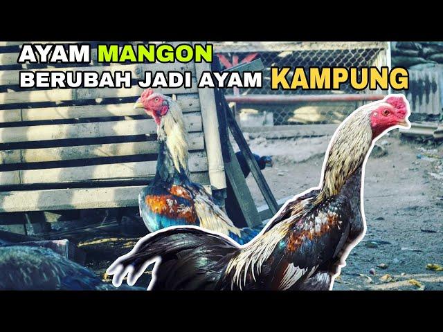 AYAM MANGON BERUBAH JADI AYAM KAMPUNG AKIBAT DI LIARKAN