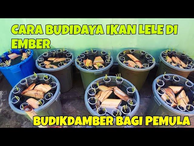 CARA BUDIDAYA IKAN LELE DI EMBER || BUDIKDAMBER BAGI PEMULA, LEBIH MENGHASILKAN