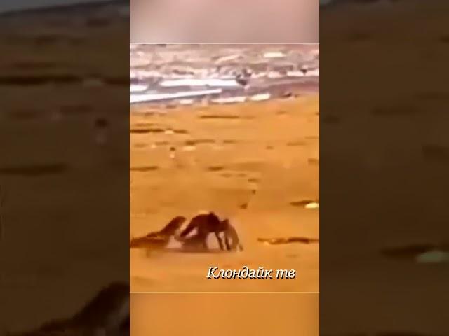 Волки напали на лошадь #animals #animalsvideo