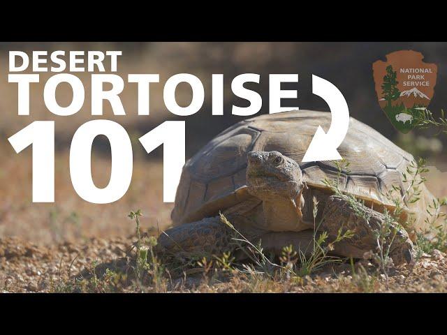 Desert Tortoise 101 - Everything You Need To Know