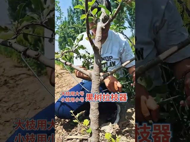 #Fruit tree planting technology exchange#farming #garden #tools #agriculturaltools