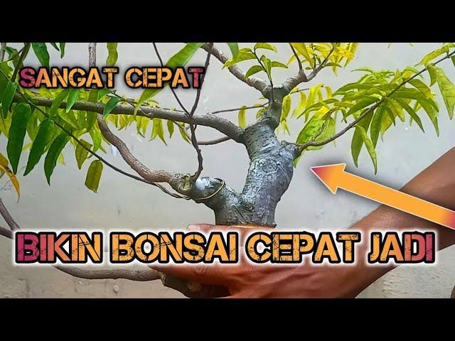 AWAS KETAGIHAN  PROGRAM BONSAI CEPAT JADI PADA ANTING PUTRI WRIGHTIA RELIGIOSA