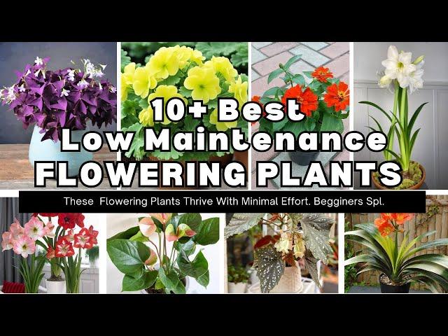 10 Low Maintenance Easiest Indoor Flowering Plant |Flowering Plants thrive Minimal Care /Beginners