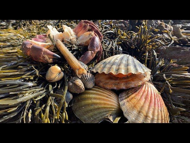 Coastal Foraging - Scallops, Cockles, Clam and Crab Beach Cook Up