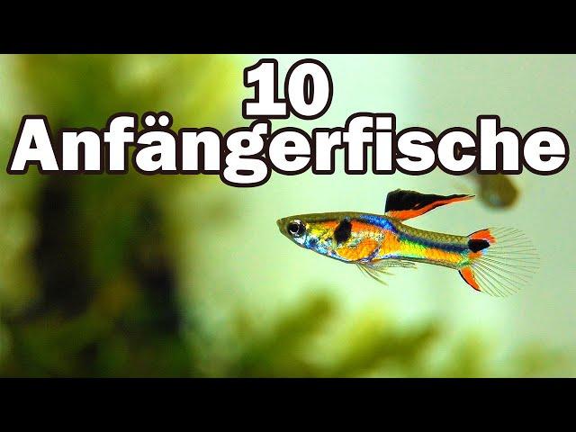 10 Anfängerfische für das 60cm-Aquarium (#73)