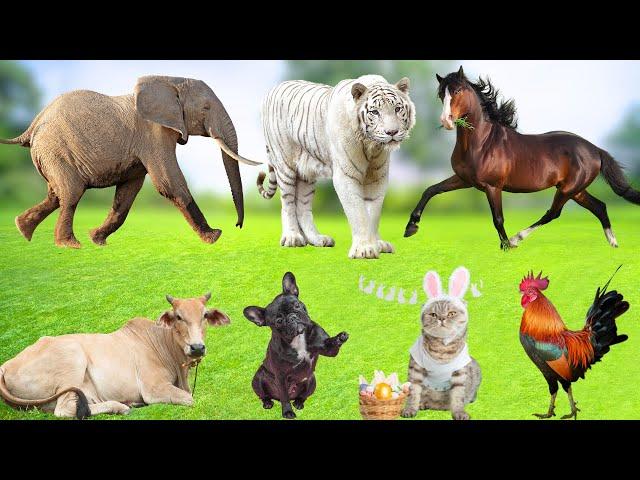 Cute Farm Animal Moments : Dog, Chicken, Duck, Cat, Sheep, Cow, Goat, Elephant - Farm Animal Sounds