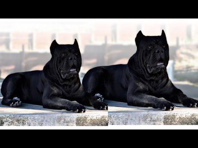 10 Most Unusual Dog Breeds That Make Great Family Pets