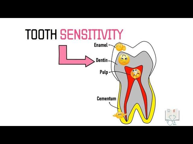 Theories of Dentin Sensitivity/ Hypersensitivity