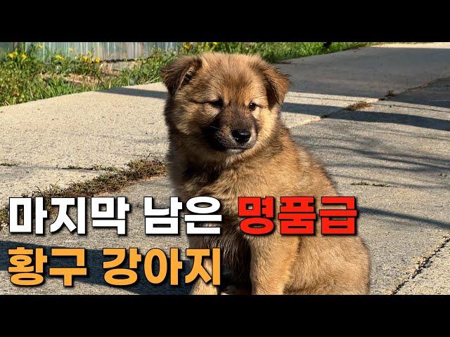 명품급 황구 강아지가 이제 단 한 마리만 남았습니다. | 진돗개 황구 강아지 | 황구 용순이의 자견 강아지