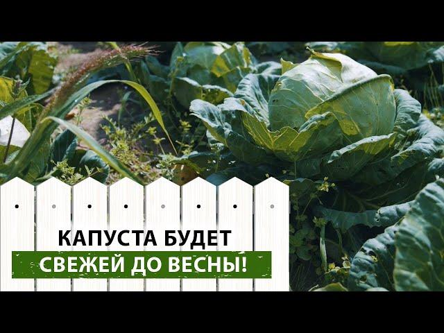 Как вырастить капусту, чтобы она пролежала до весны? Простой способ, о котором вы не знали!