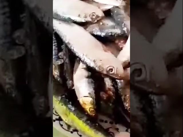 طريقة تنقية وتحضير كفتة السردين