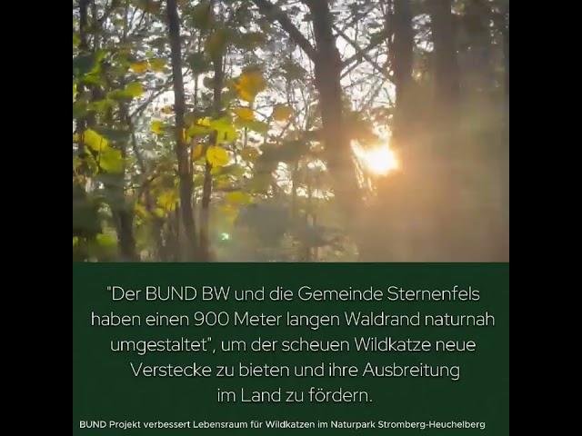 4. Advent. 22! BUND-Projekt verbessert Lebensraum für Wildkatzen im Naturpark Stromberg-Heuchelberg.