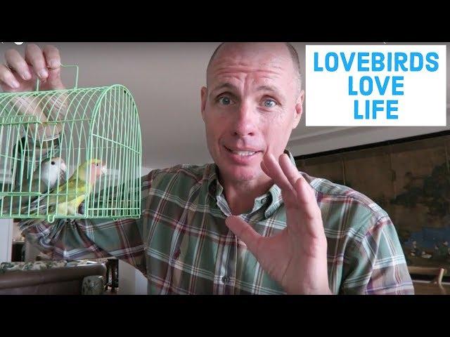 Should you buy lovebirds?