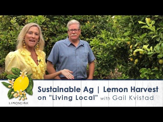 Limoneira Lemon Harvest | Sustainable Agribusiness on Living Local