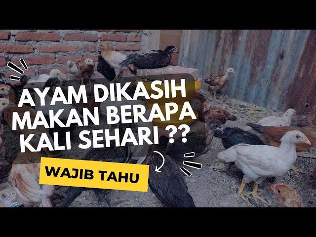 Berapa Kali Ayam Dikasih Makan dalam Sehari? Ini yang Paling Ideal