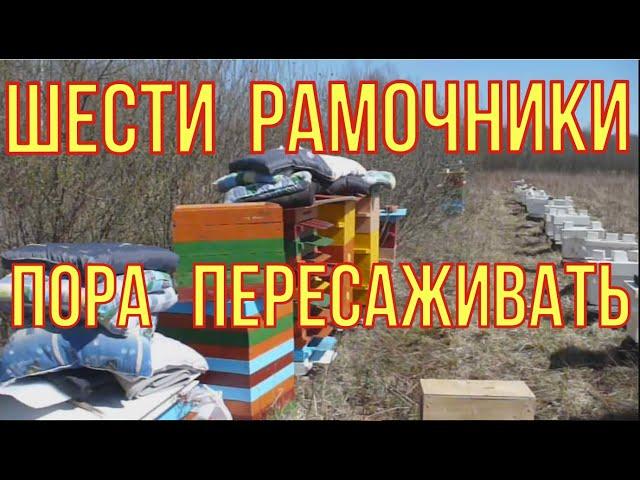 Наши шести рамочники. Пора пересаживать пчёл.