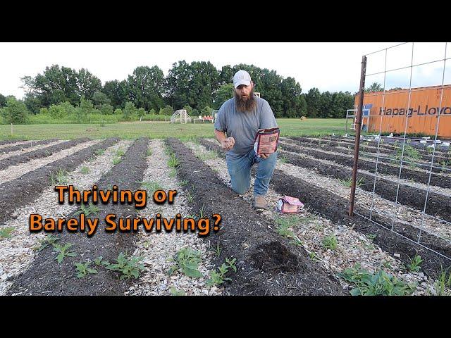 Are We Thriving or Barely Surviving?! - Garden Update