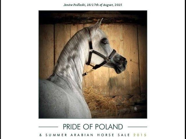 Pride of Poland 2015 - Polish National Show & Sale, Janów Podlaski Stud