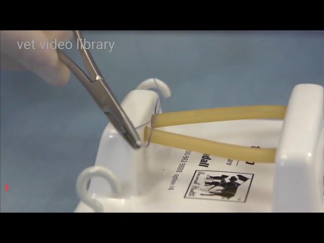 Miller's Knot - Suture Down The High Tension Tissues - Vet video library