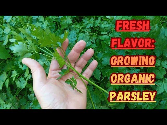 Fresh Flavor: Growing Organic Parsley #parsley #organicgardening #gardening #gardeningtips #herbs