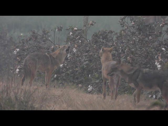 Golden Jackal Sound---Jackal Call