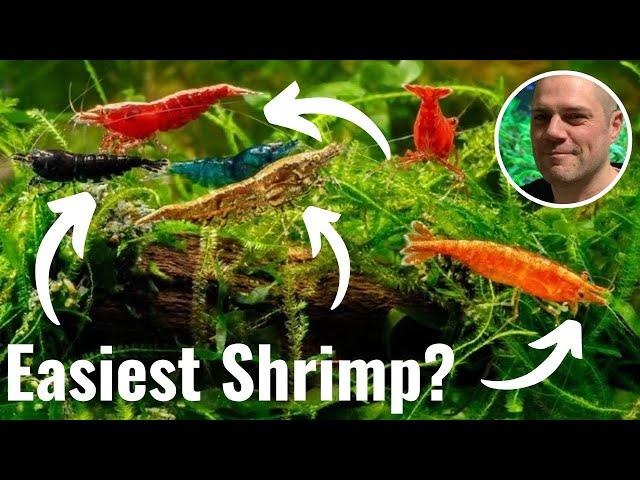 5 Best Freshwater Shrimp for Beginners? MY TOP 5 SHRIMP FOR BEGINNERS